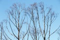 Dry Winter Tree Line Against Clear Blue Sky Royalty Free Stock Photo
