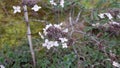 Dry and withered hydrangea flower heads