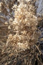 Dry withered hydrangea in the morning rays