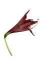 Dry withered red Amaryllis Piquant flowers isolated on white background. Died flower Royalty Free Stock Photo