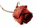 Dry withered red roses with selective focus on white Royalty Free Stock Photo