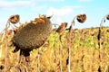 Dry and withered sunflower Royalty Free Stock Photo