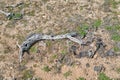 Dry wood from a dead tree at Joshua Tree National Park in southern California Royalty Free Stock Photo