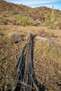 Dry woody pith of a dead cactus, Giant cactus Saguaro cactus (Carnegiea gigantea), Arizona