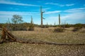 Dry woody pith of a dead cactus, Giant cactus Saguaro cactus (Carnegiea gigantea), Arizona USA