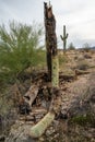 Dry woody pith of a dead cactus, Giant cactus Saguaro cactus (Carnegiea gigantea), Arizona