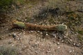 Dry woody pith of a dead cactus, Giant cactus Saguaro cactus (Carnegiea gigantea), Arizona