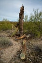 Dry woody pith of a dead cactus, Giant cactus Saguaro cactus (Carnegiea gigantea), Arizona