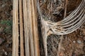 Dry woody pith of a dead cactus, Giant cactus Saguaro cactus (Carnegiea gigantea), Arizona