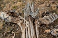 Dry woody pith of a dead cactus, Giant cactus Saguaro cactus (Carnegiea gigantea), Arizona