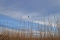 The dry woody stems of Marsh Reeds reaching towards the winter sky Royalty Free Stock Photo