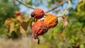 Dry wrinkled rosehip berries with blurry lush foliage background. Green and yellow leaves and organic ripe berry fruits backdrop. Royalty Free Stock Photo