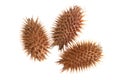 Dry Xanthium strumarium isolated on white background has medicinal properties Royalty Free Stock Photo