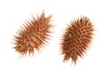 Dry Xanthium strumarium isolated on white background has medicinal properties Royalty Free Stock Photo
