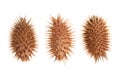 Dry Xanthium strumarium isolated on white background has medicinal properties Royalty Free Stock Photo