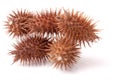 Dry Xanthium strumarium isolated on white background has medicinal properties Royalty Free Stock Photo