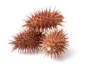 Dry Xanthium strumarium isolated on white background has medicinal properties Royalty Free Stock Photo