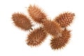 Dry Xanthium strumarium isolated on white background has medicinal properties. Top view. Flat lay pattern Royalty Free Stock Photo
