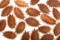 Dry Xanthium strumarium isolated on white background has medicinal properties. Top view. Flat lay pattern Royalty Free Stock Photo
