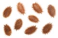 Dry Xanthium strumarium isolated on white background has medicinal properties. Top view. Flat lay pattern Royalty Free Stock Photo