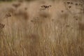 Dry yarrow branches growing in bronw autumnal field Royalty Free Stock Photo