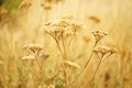 Dry yarrow flowers grows in golden autumn field Royalty Free Stock Photo