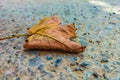 A dry yellow autumn leaf lies on an uneven concrete surface. A symbol of the coming autumn, the change of seasons and