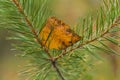 Dry yellow autumn leaf stuck in pine needles