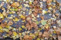 Dry yellow autumn leaves lie on a stone road to park in the city Royalty Free Stock Photo