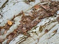 Dry yellow autumn leaves and moss on large stone Royalty Free Stock Photo