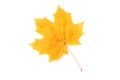 Dry yellow autumn maple leaf on a white background Royalty Free Stock Photo