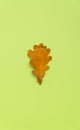 Dry yellow autumn oak leaf isolated on green background. Royalty Free Stock Photo