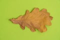 Dry yellow autumn oak leaf isolated on green background. Royalty Free Stock Photo