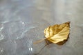 Dry yellow autumnal birch leaf on a sunny glass table Royalty Free Stock Photo