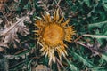 Dry yellow carlina flower with pointed leaves Royalty Free Stock Photo