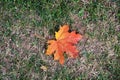 Dry yellow colorful leaf on grass, natural background, garden beauty