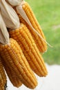 Dry yellow corn is hanging Royalty Free Stock Photo