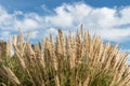 Dry yellow Cortaderia Selloana Pumila feather pampas grass with is on a blue sky with white clouds background in the park Royalty Free Stock Photo