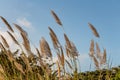Dry yellow Cortaderia Selloana Pumila feather pampas grass with is on a blue sky with white clouds background in the park Royalty Free Stock Photo