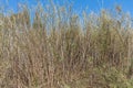 Dry yellow Cortaderia Selloana Pumila feather pampas grass with is on a blue sky with white clouds background in the Royalty Free Stock Photo