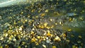 Dry yellow fallen birch leaves in muddy puddle on the ground. Rainy autumn background. Mud. Damaged dirty road with water. Fall Royalty Free Stock Photo