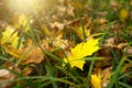 Dry yellow fallen maple leaves in green grass - September, October. Autumn mood, sunny weather, autumn background Royalty Free Stock Photo