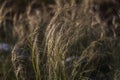 Dry yellow feather grass with snow is on a dark background in the park Royalty Free Stock Photo