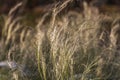 Dry yellow feather grass with snow is on a dark background in autumn Royalty Free Stock Photo