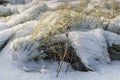 Dry yellow and yellow feather grass with snow on a white snow background in the park in autumn Royalty Free Stock Photo