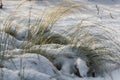 Dry yellow and yellow feather grass with snow on a white snow background in the park in autumn Royalty Free Stock Photo