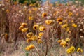 Dry yellow flower in the field, Blued background