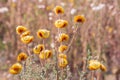 Dry yellow flower in the field, Blued background