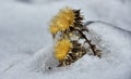 Dry yellow flower in the snow Royalty Free Stock Photo