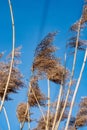 Dry yellow grass against blue sky Royalty Free Stock Photo